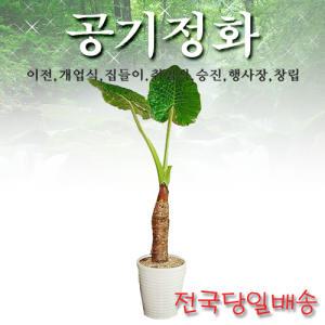 알로카시아 개업식/이전/축하선물/실내공기정화/전국3시간배송