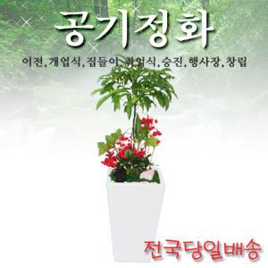 만냥금 사기분 개업식/이전/축하선물/실내공기정화/전국3시간배송