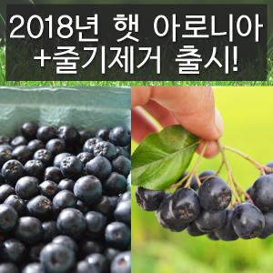 2019년 햇 아로니아 생과 5KG/10KG 41900원