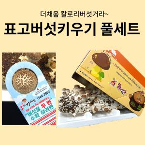 표고버섯키우기 버섯 키우기 키트  집에서 배지 식물 재배 더채움 칼로리버섯거라