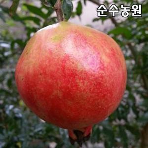 슈퍼왕석류나무 결실주 R2cm(분) 1개/과수 유실수 묘목