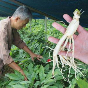 금산 행복한인삼 5년근 난발삼 세척수삼 500g