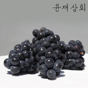 캠벨포도 1kg 2kg (대부도 송산 영동 상주 모동)