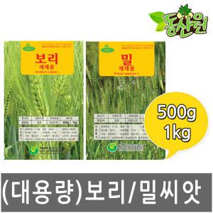 대용량 밀씨앗 보리씨앗 500g 1kg 새싹 보리 밀