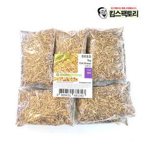 새싹보리씨앗 1kg 보리 귀리 밀 씨앗