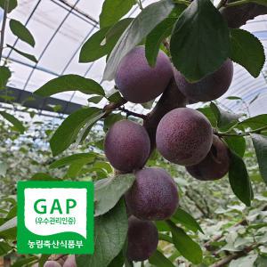 GAP 의성 생푸룬 프레지던트 푸룬 생과