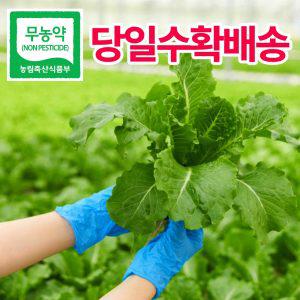 [당일수확발송] 유러피안 샐러드 600g 야채 쌈채소 상추 1kg