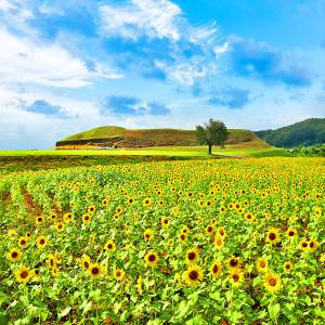 [경기] 연천 호로고루 해바라기 축제(통일바라기)+댑싸리공원+전곡리유적지+재인폭포 당일여행/서울경기出