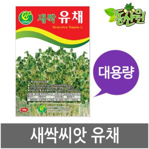 대용량 새싹유채씨앗 500g 1kg 새싹씨앗 유채싹