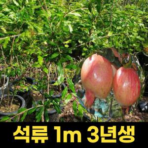 석류나무묘목 3년생 1m 단석류 결실주 열매식물_MC