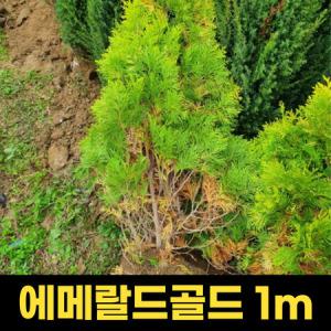 문그로우묘목 1.2m 상록수 향나무 문그로우 포트묘_MC