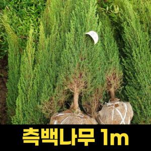 측백나무 1m 묘목 산소측백 상록수 식물 울타리 정원 측백엽_MC