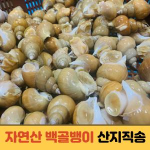 국산 동해안 백골뱅이 백고동 자연산 생물 1kg 중/대