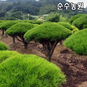 소나무 묘목, 반송 폭30cm(분)/상록수/조경수