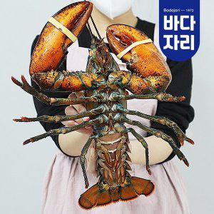 [바다자리]살아서 도착하는 활랍스타 1마리 600g내외