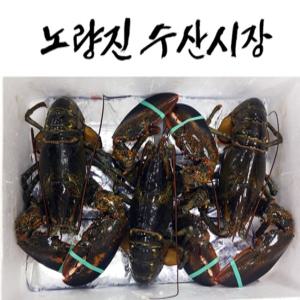 [생물]랍스타(1kg/1.5kg/2kg)(당일상품)(특급배송)