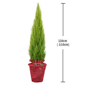 코스트코 율마 대형, 110cmLemon Cypress Plant Large, 110cm