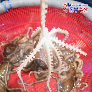 산소포장으로 싱싱한 수입생낙지 산낙지 활낙지 1마리씩 골라담기