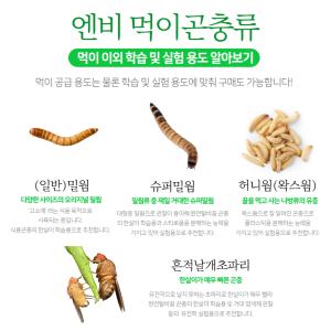 (실험/학습/먹이용) 엔비 nb 밀웜 슈퍼밀웜 왁스웜 흔적날개초파리