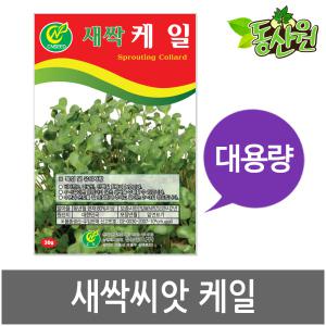 대용량 새싹케일씨앗 500g 1kg 새싹씨앗 케일싹 베란다텃밭