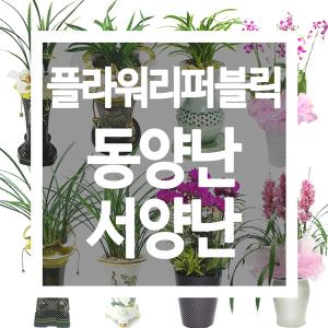 개업화분 개업식선물 정년퇴직선물 개업축하화분 난