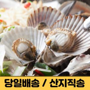 통영 산지 제철 세척 홍가리비 1kg