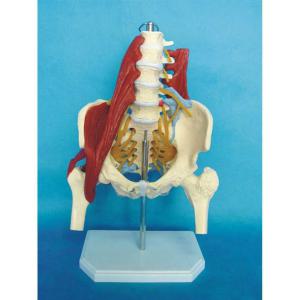 여성 인체 근육골격 산모 제품 요추대 모형 뼈 모형천추골