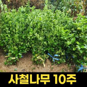 홍자단묘목 60cm 1주 분재 화분_MC