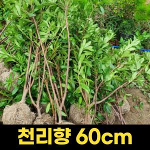 골든스마라그 묘목 울타리 측백나무 50cm 상록수_MC