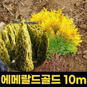 에메랄드골드 묘목 10m 1분 정원 울타리 상록수 조경 측백나무과_MC