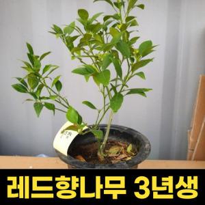 레드향나무 3년생 과수용 결실주 묘목 귤나무_MC