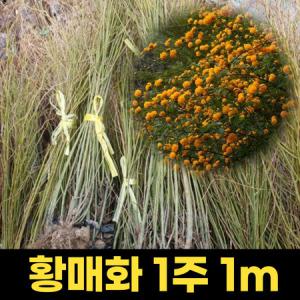 블루베리묘목 4년생 듀크 블루베리나무 1주 과실수묘목 포트묘 결실주_MC