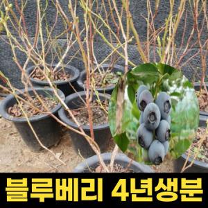 블루베리묘목 4년생 스타 결실주 블루베리나무 유실수_MC