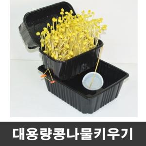 1인용 콩나물재배기 선택1 콩나물 키우기 기르기