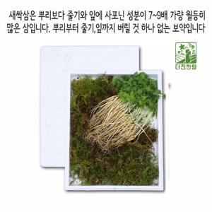 새싹삼 산양 장뇌 삼 진세노사이드 새싹삼 1-2년근 100주