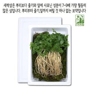 새싹삼 산양 장뇌 삼 진세노사이드 새싹삼 2-3년근 20주