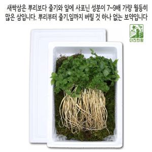 새싹삼 산양 장뇌 삼 진세노사이드 새싹삼 2-3년근 50주