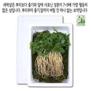 장뇌 새싹삼 산양 삼 진세노사이드 새싹삼 2-3년근 100주