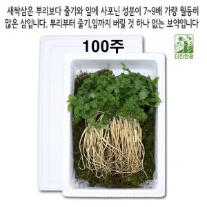 옆집아재몰 새싹삼 산양 장뇌 삼 진세노사이드 새싹삼 2-3년근 100주 옆집아재몰