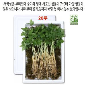 새싹삼 산양 장뇌 삼 진세노사이드 새싹삼 3-4년근 20주