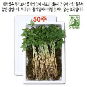 옆집아재몰 새싹삼 산양 장뇌 삼 진세노사이드 새싹삼 3-4년근 50주 옆집아재몰