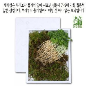 새싹삼 산양 장뇌 삼 진세노사이드 새싹삼 1-2년근 50주