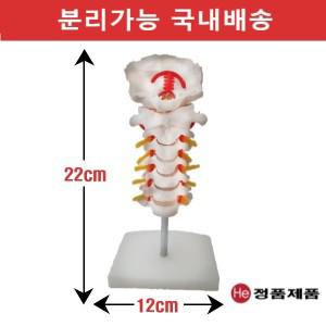 경추모형 후두골포함 4003GG 인체해부도척골요골고관절골절CPR슬라임재료전시용디오라마피규어