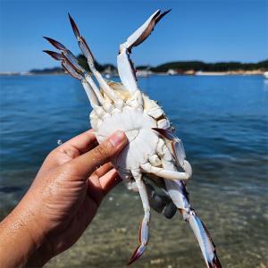 [롯데백화점]자연맛남 유자망조업 서해안 활 꽃게 2kg (8미내외/빙장포장)