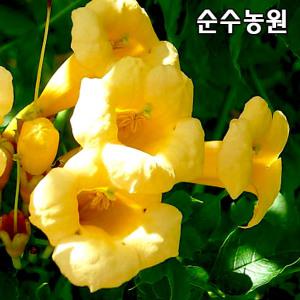 신품종 능소화나무 묘목, 플라바 C2사각포트(2L화분) 1개/ 꽃나무/덩굴식물