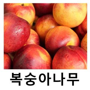 복숭아나무 묘목 천도+백도 신비 경복2호 R3cm 결실주 분