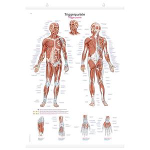 [ERLER ZIMMER] 트리거포인트차트 AL160 (족자형) - 인체해부도