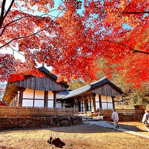 [단풍여행] 공주 갑사/논산 대둔산/명재고택/가을 단풍여행