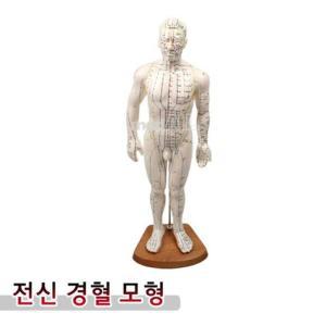 [XBK029N6_48]인체모형 전신 경 혈인형 51cm Soft PVC 혈모형