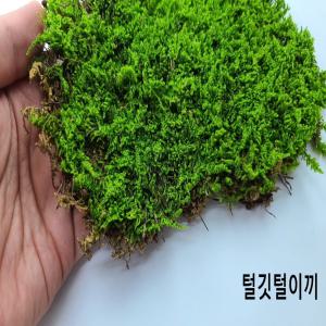 모듬 이끼 5종 세트 (비단 서리 꼬리 깃털 털깃털) 비바리움 식물 만들기 재료 테라리엄